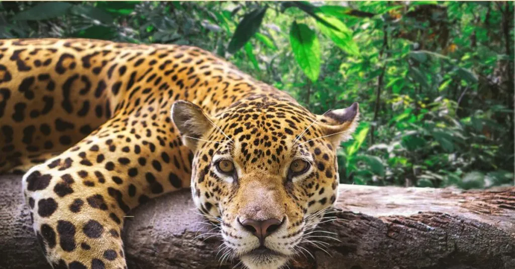 Udaipur: Unveiling The City Of Lakes' Enchanting Embrace (10 Unforgettable Experiences) 10 Sajjangarh Wildlife Sanctuary