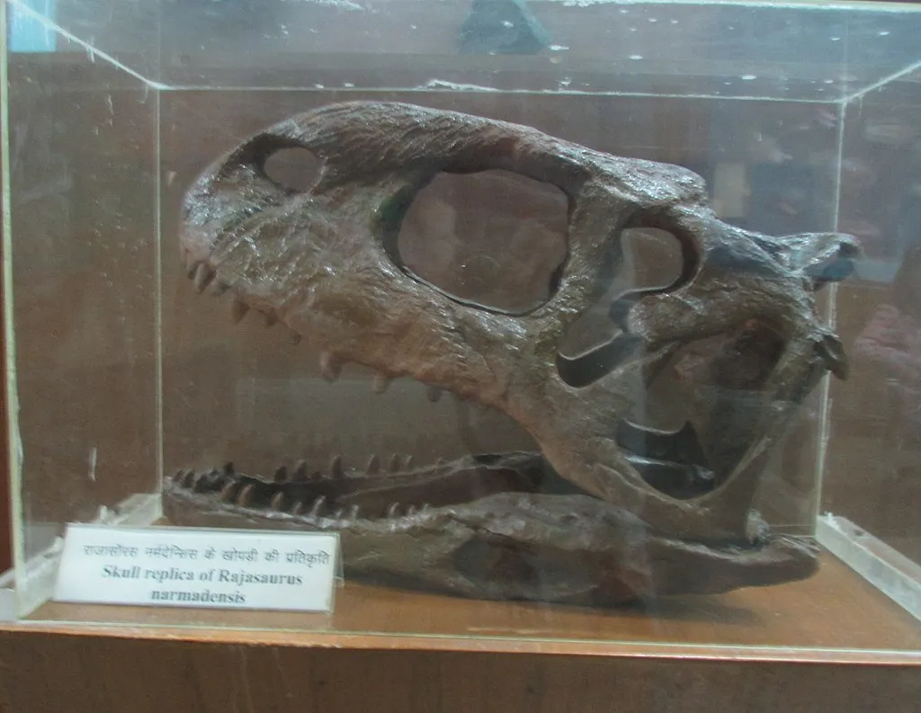 Exhibit Of Rajasaurus Narmadensis At Regional Museum Of Natural History,Bhopal,India

