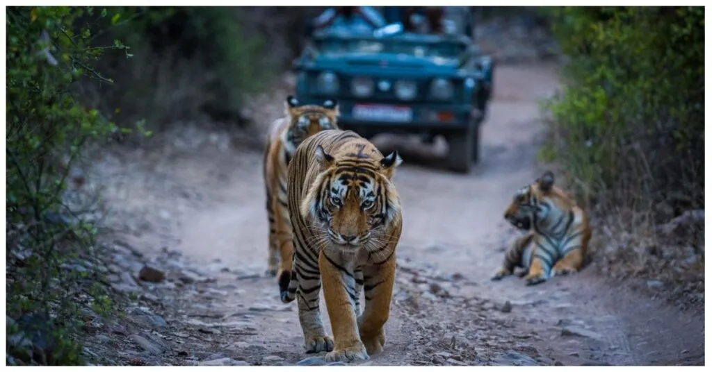 10 Unforgettable Experiences Await In Rajasthan, The Land Of Kings 3 Ranthambore National Park