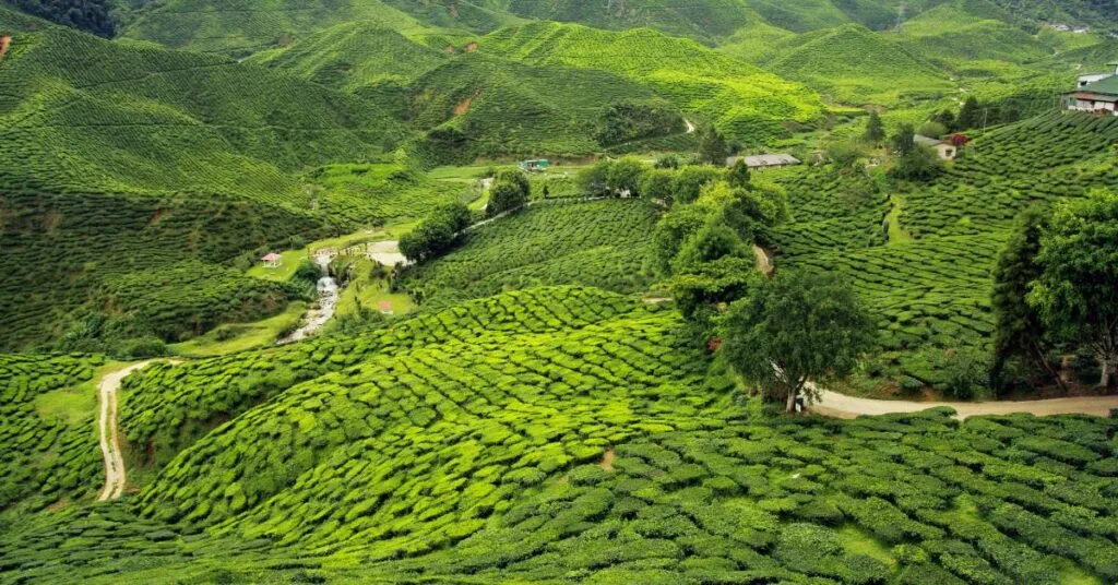 10 Things To Do In Assam: Unveiling The Secrets Of The North-East