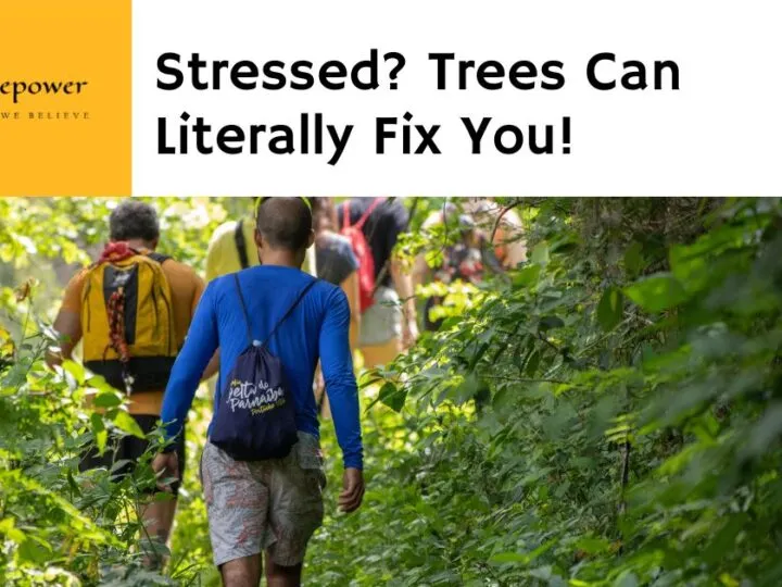 What Is Forest Bathing?