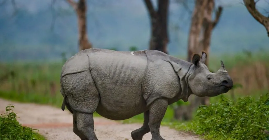 Kaziranga