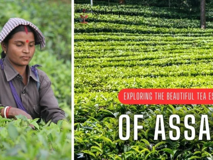 Exploring The Beautiful Tea Estate Of Assam: A Journey Through Aromatic Bliss