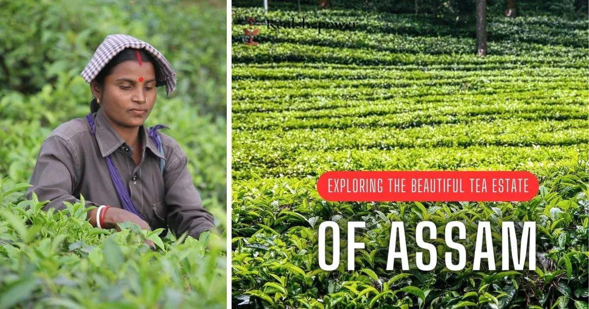 Exploring The Beautiful Tea Estate Of Assam: A Journey Through Aromatic Bliss 1 Exploring The Beautiful Tea Estate Of Assam: A Journey Through Aromatic Bliss