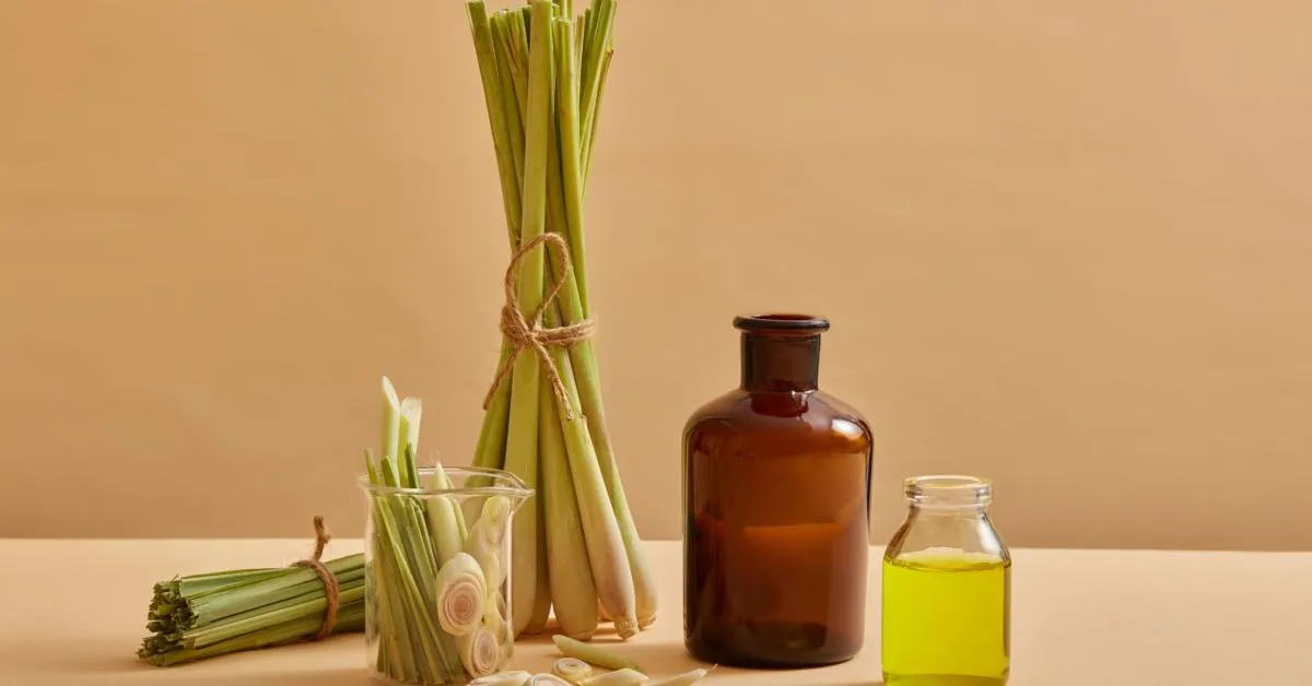 Lemongrass Oil: Benefits, Uses, And How To Incorporate It Into Your Life 1 Lemongrass Oil: Benefits, Uses, And How To Incorporate It Into Your Life