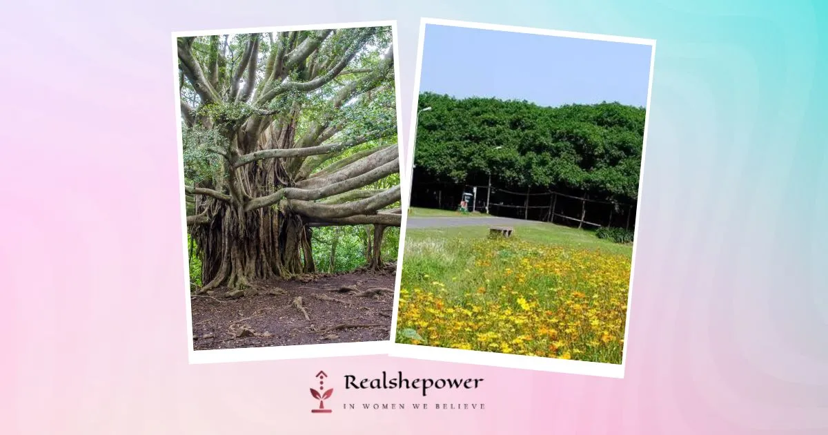 Discover The World’S Largest Banyan Tree: A Natural Wonder