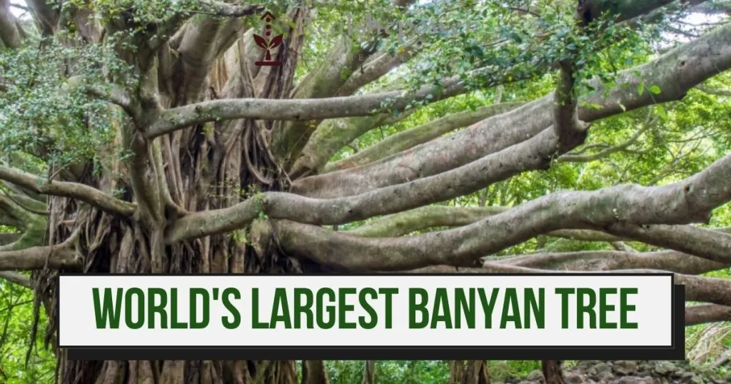Largest Banyan Tree