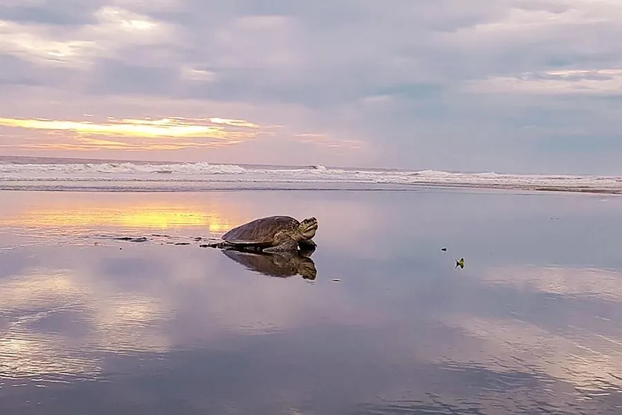8 Unexplored Adventure Destinations In India For Thrill Seekers 8 Velas Beach, Maharashtra