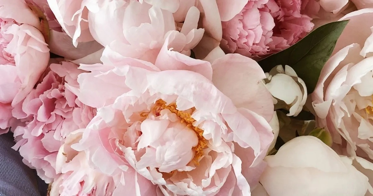 Trust: The Delicate Flower Of Relationships 1 Trust: The Delicate Flower Of Relationships