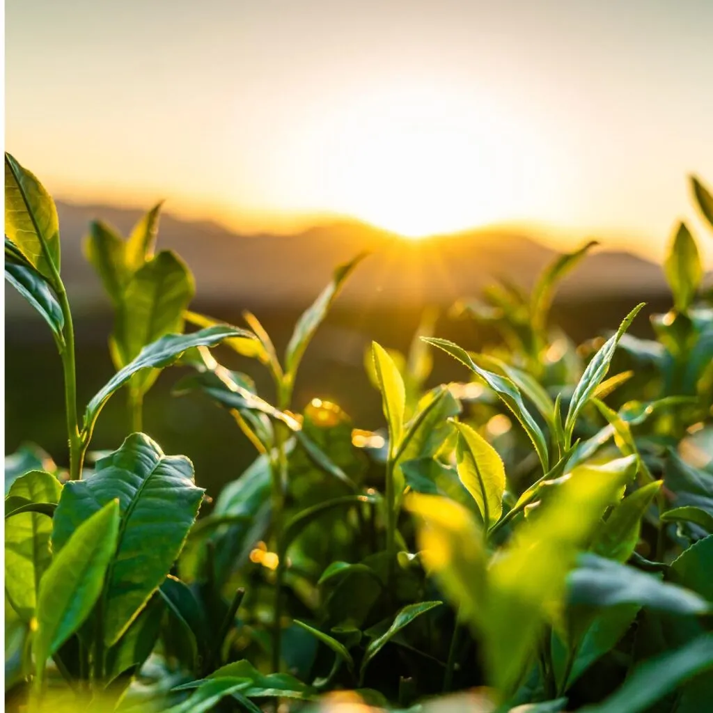 Top 10 Things To Do In Sri Lanka: Your Ultimate Travel Guide 9 Ceylon Tea
