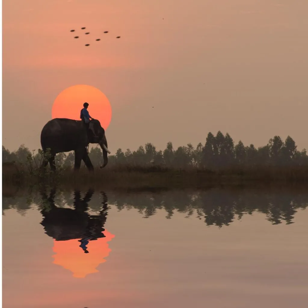 Discover The Top 10 Things To Do In Nepal: A Complete Guide 4 Chitwan National Park