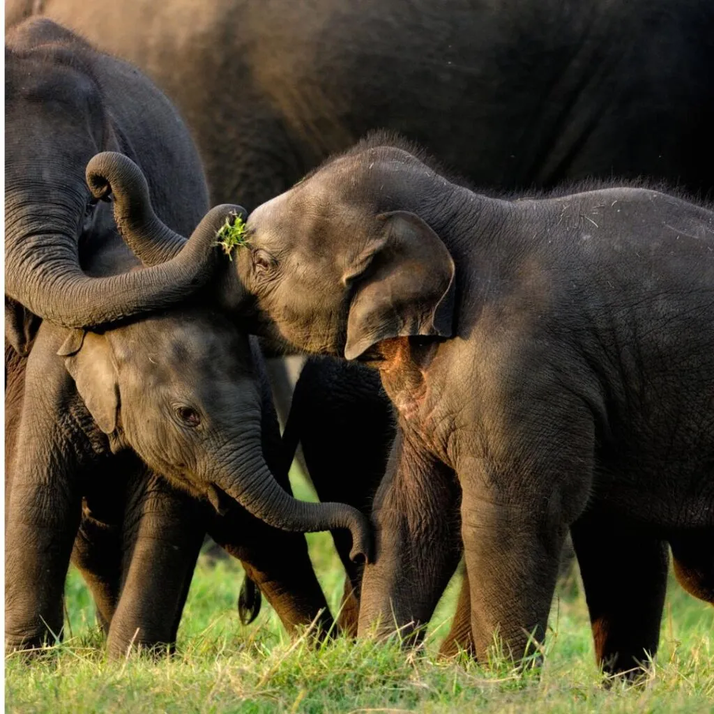 Top 10 Things To Do In Sri Lanka: Your Ultimate Travel Guide 6 Minneriya National Park