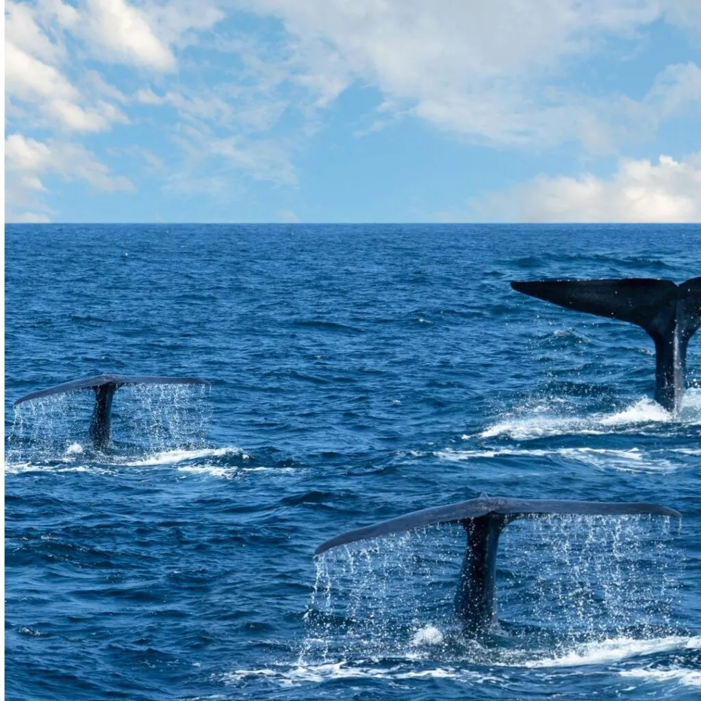 Top 10 Things To Do In Sri Lanka: Your Ultimate Travel Guide 4 Mirissa