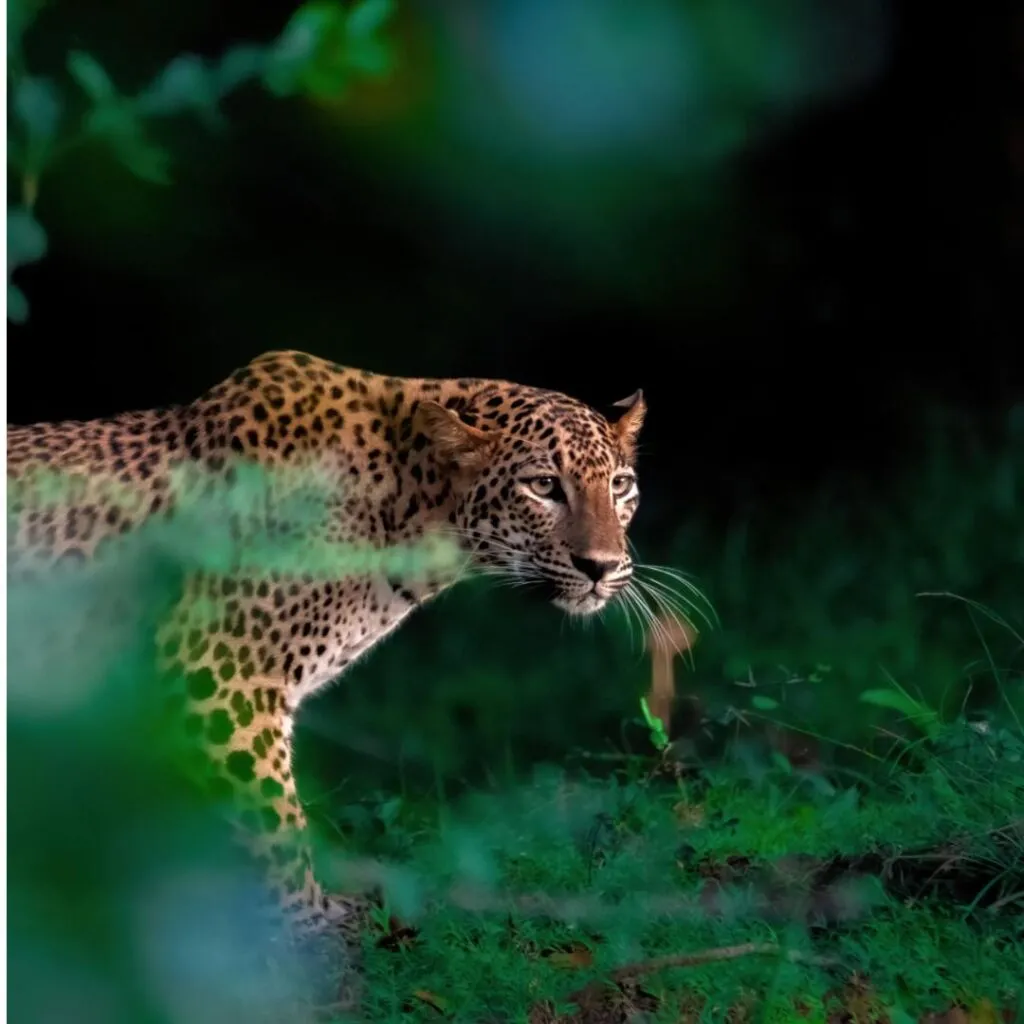 Top 10 Things To Do In Sri Lanka: Your Ultimate Travel Guide 5 Yala National Park
