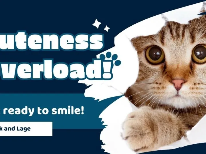 From Kittens To Puppies: These Adorable Pet Videos Are A Must-Watch
