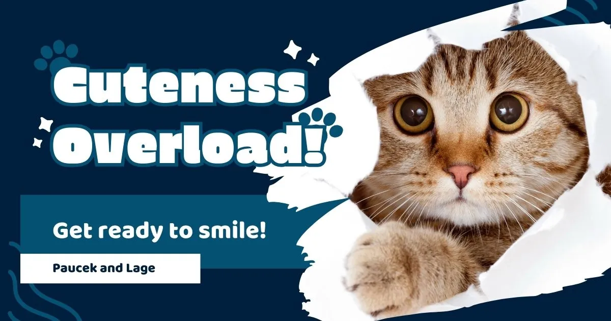 From Kittens To Puppies: These Adorable Pet Videos Are A Must-Watch