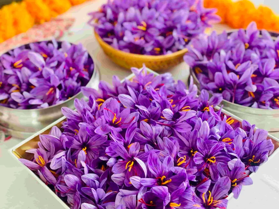 &Quot;There’s No Age Limit To Learning&Quot;: How A 63-Year-Old Homemaker Built A Saffron Empire 2 Saffron