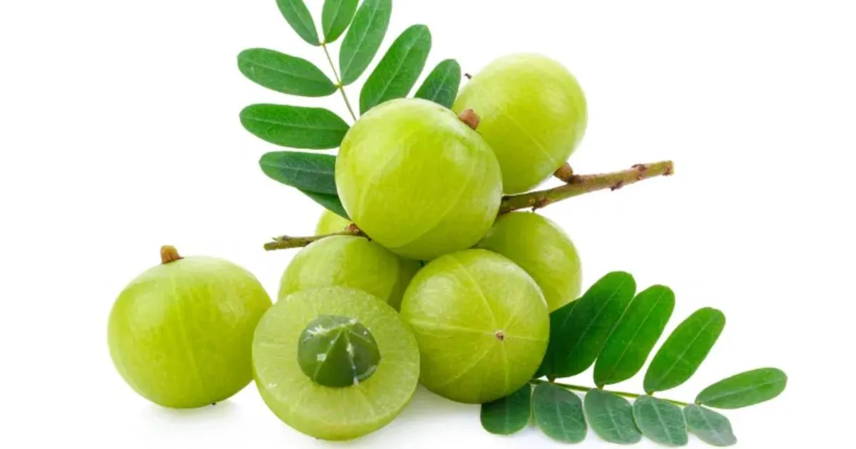 Amla For Women: 7 Science-Backed Benefits Of The Indian Gooseberry You Need To Know 1 Amla For Women: 7 Science-Backed Benefits Of The Indian Gooseberry You Need To Know