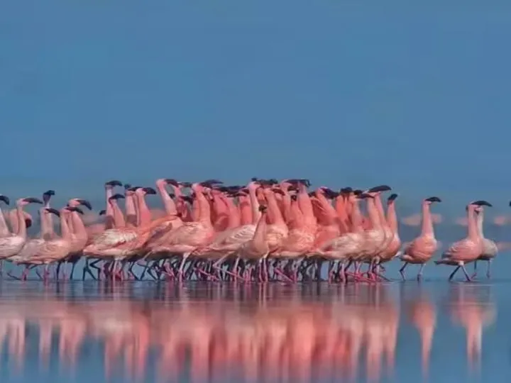 Flamingos In Sambhar Lake: What This Migratory Marvel Tells Us About Climate Change — And Why Women Ecologists Care
