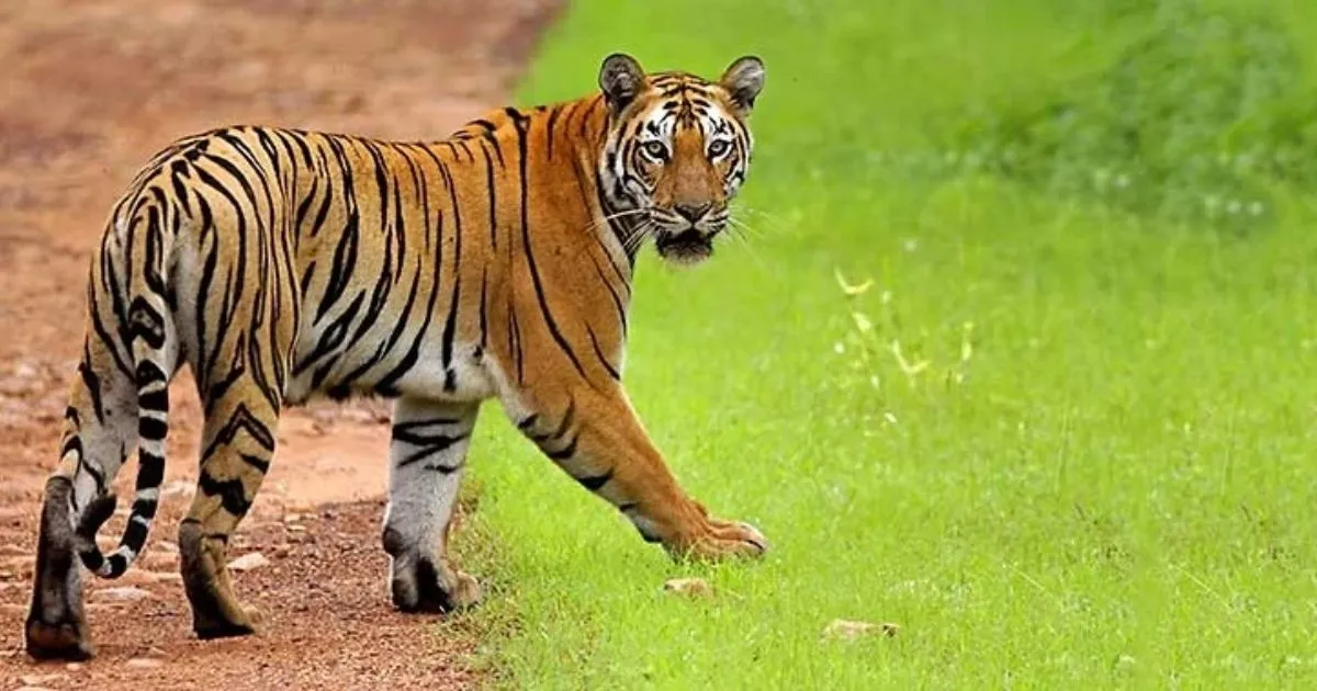 The Ultimate Guide To Tadoba Andhari Tiger Reserve (2026 Edition) 1 The Ultimate Guide To Tadoba Andhari Tiger Reserve (2026 Edition)