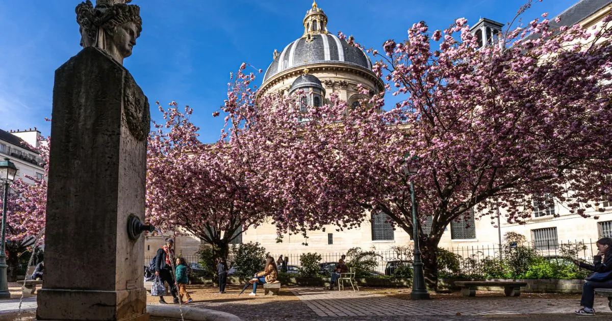 Sceaux Or Square Pierné? Choosing The Right Cherry Blossom Experience This Weekend 1 Sceaux Or Square Pierné? Choosing The Right Cherry Blossom Experience This Weekend