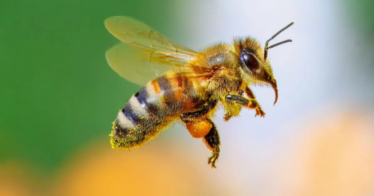 Shocking: Your Garden Birds And Bees Are Actually &Quot;Day-Drinking&Quot; (And They’re Better At It Than You!) 1 Shocking: Your Garden Birds And Bees Are Actually “Day-Drinking” (And They’re Better At It Than You!)