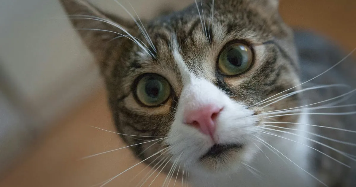 The Purr-Ternity Suit: Bengaluru’s Viral Feline Child Support Case