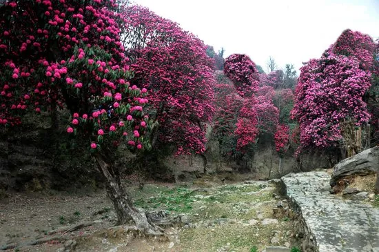 The Liquid Gold Of Grahan: Ancestral Beekeeping And The Mystery Of Rhododendron Honey 3 Image 6