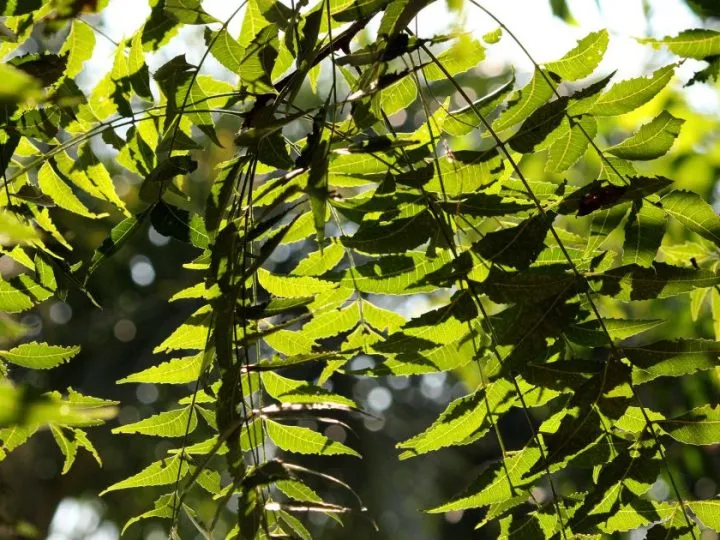 Neem Flower Tea Recipe 2026: The Ultimate Blood Purification Detox