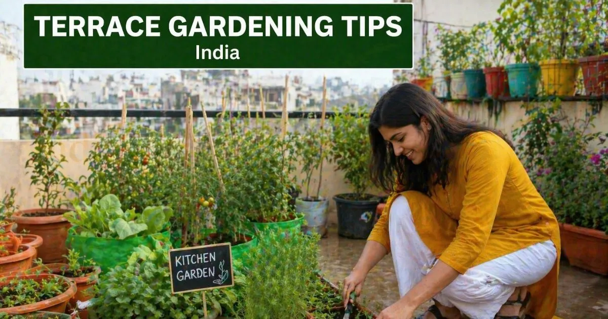 The Essential Guide To Terrace Gardening Tips India 1 The Essential Guide To Terrace Gardening Tips India